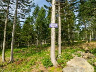 Lot16Pines